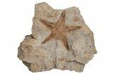 Ordovician Starfish (Petraster?) Fossil - Morocco #211413-1